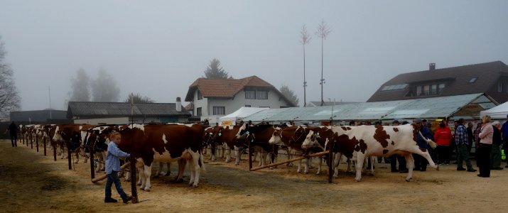 DSC04555 
