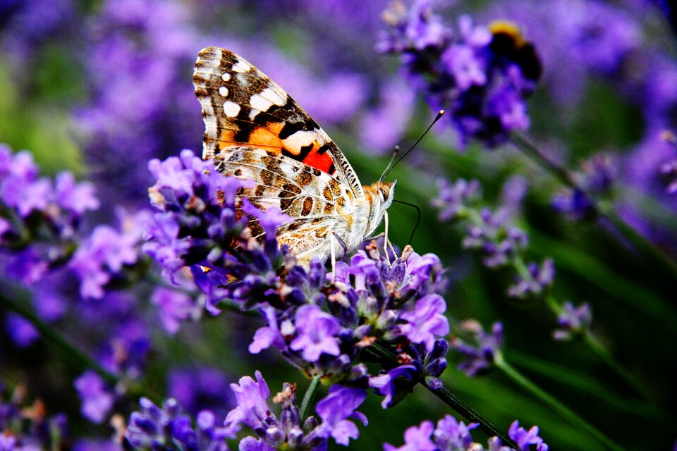 Lavender nectar blossom
