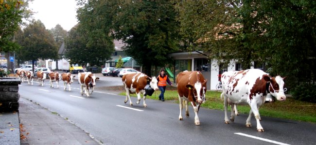 DSC04386 