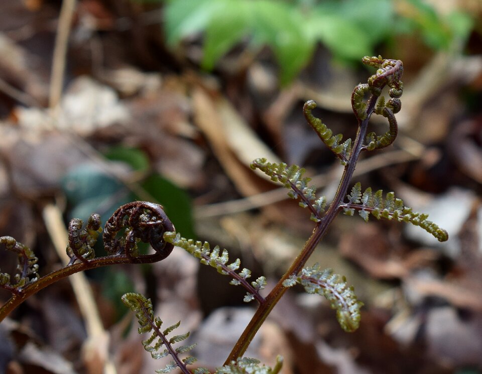 Fiddleheads new spring