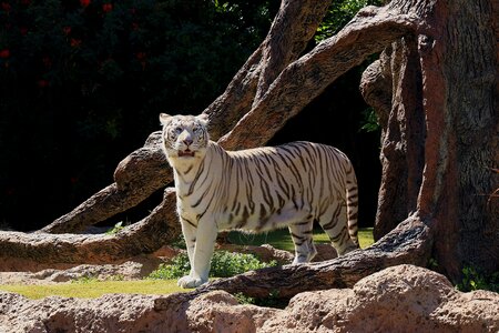 Animal feral cat predator photo