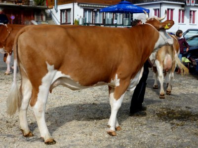 DSC04019 