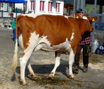 DSC04008 