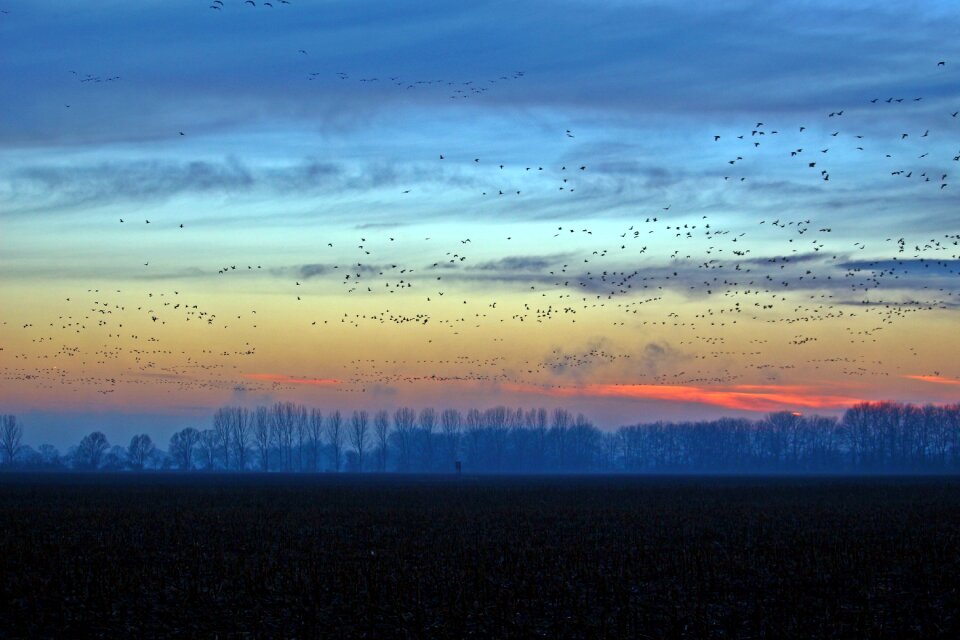 Field geese migratory birds