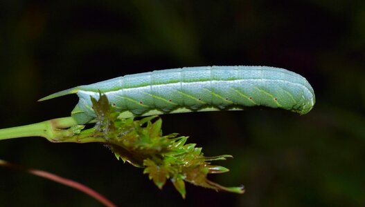 Banded sphinx caterpillar insect bug