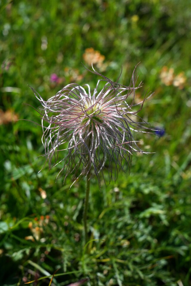Alpine plant mountain flower mountain plant