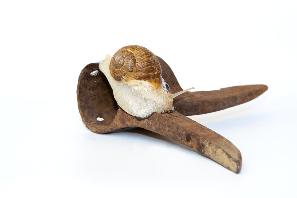 Rusty animal mollusk