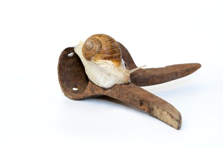 Rusty animal mollusk