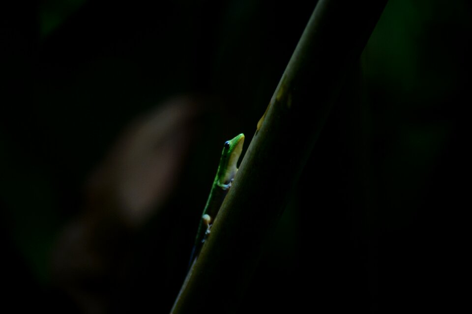 Reptiles colorful tropical