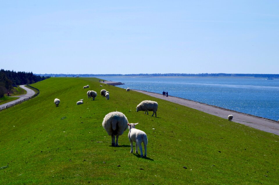 Deichschaf dike road sea