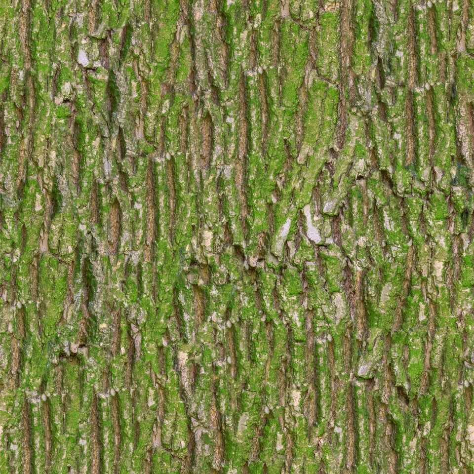 Texture albedo base