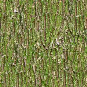 Texture albedo base