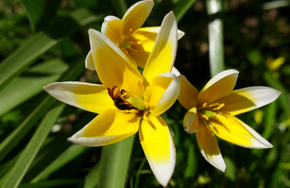 Spring flowers insects yellow