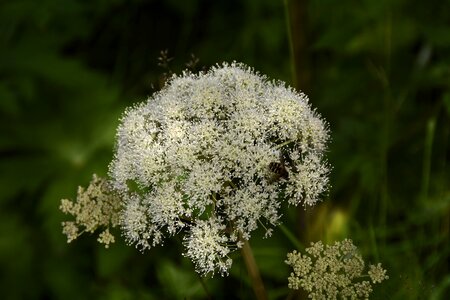 Plant flower nature