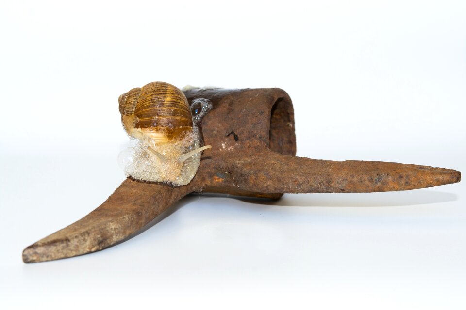 Rusty animal mollusk