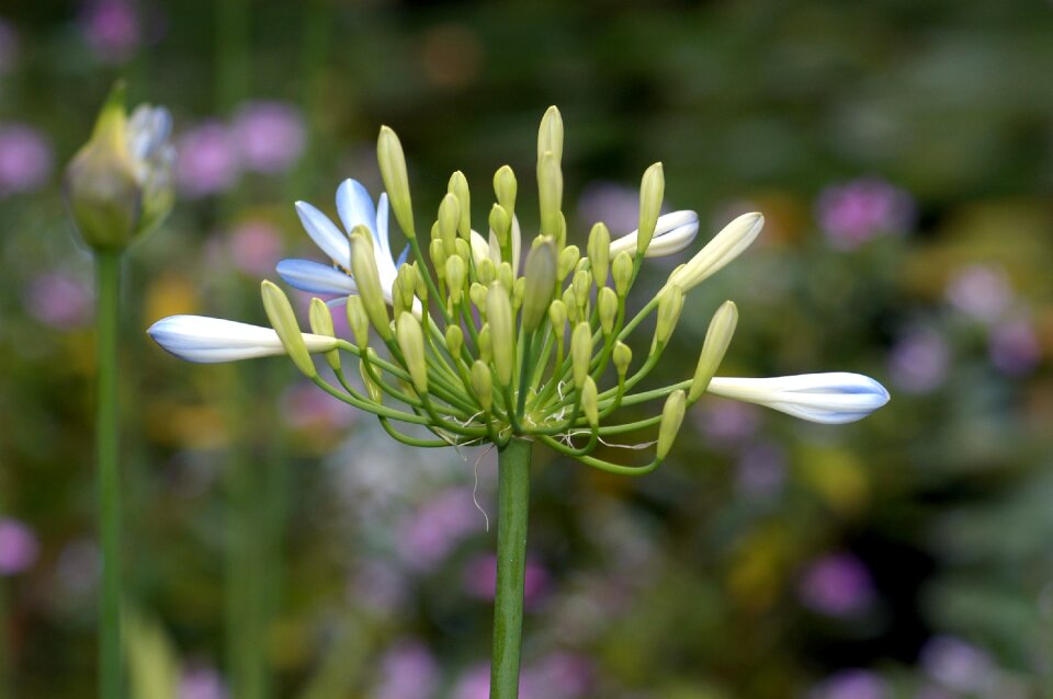 Bloom plant tenerife