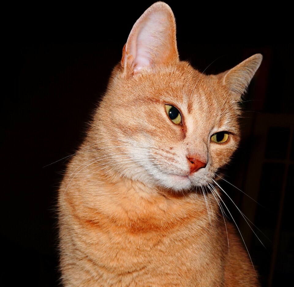 Cat face cat attention