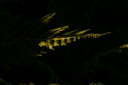 Leaf fern plant nature photo