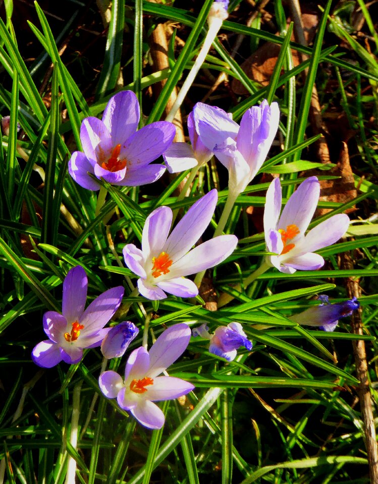 Frühlingsanfang purple march