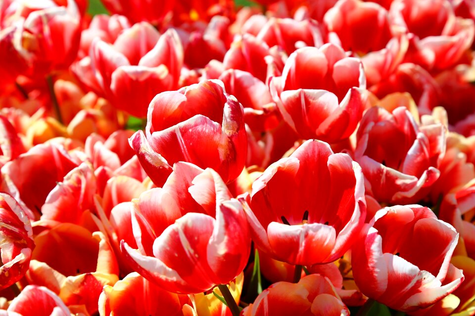 Spring flowers nature