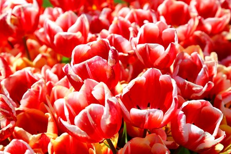 Spring flowers nature