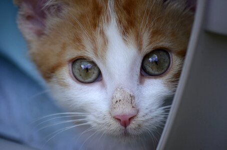 Baby cat nature animal