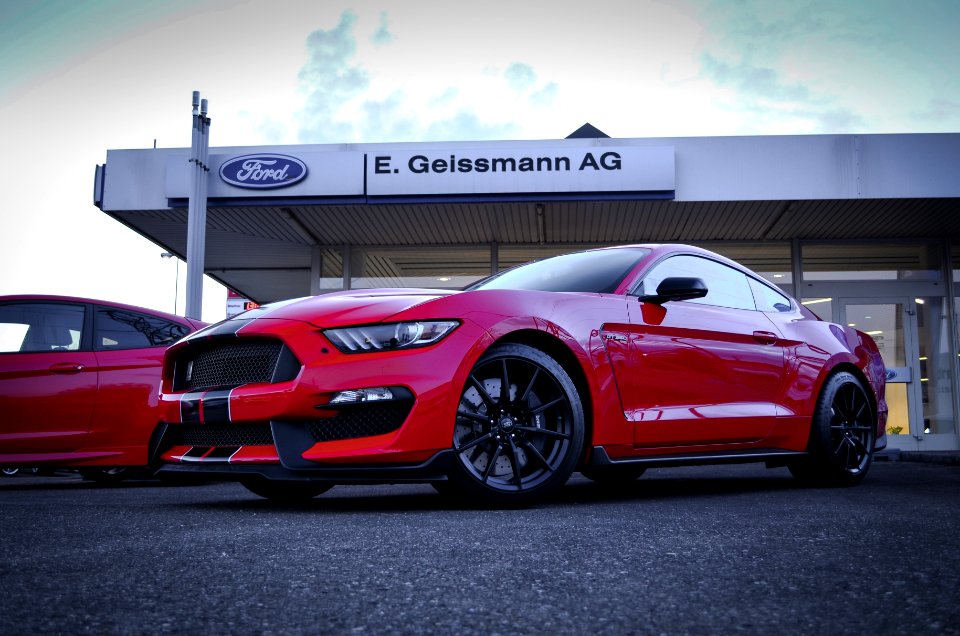 mustang 