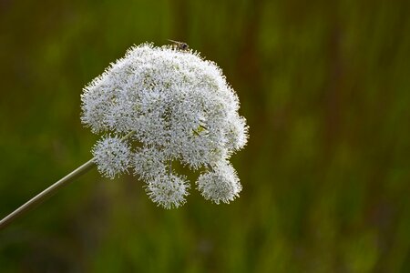 Plant flower nature
