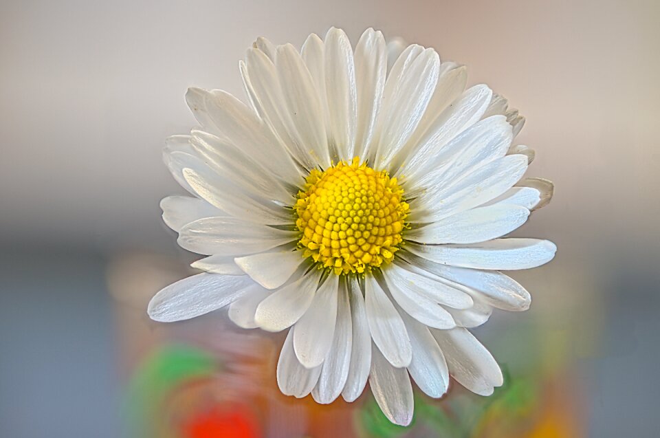 Perennial bellis perennis stripping game