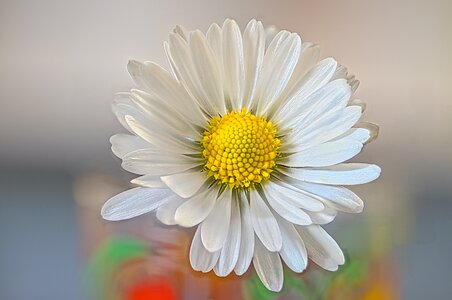 Perennial bellis perennis stripping game photo