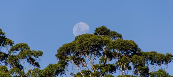 Blue australia blue moon