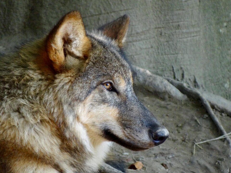 Nature zoo pack animal