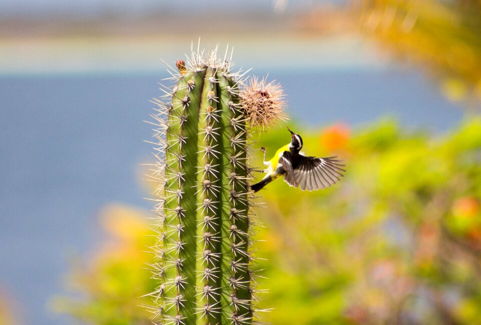Small bird wings bonaire