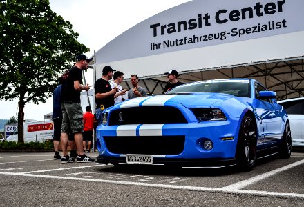 blue shelby 