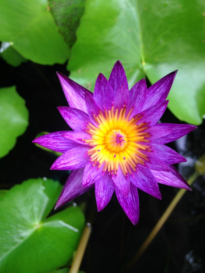 Lily lotus flower flora