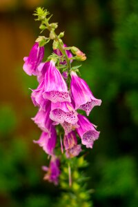 Pink nature macro