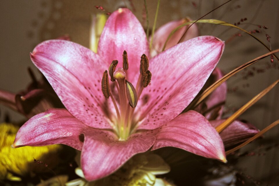 Bloom flower pink