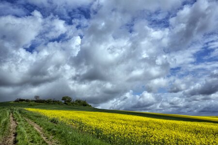 France cereals nature photo