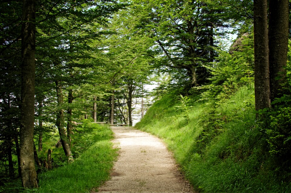 Forest trees hiking