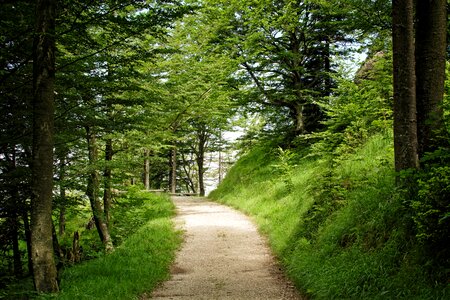 Forest trees hiking