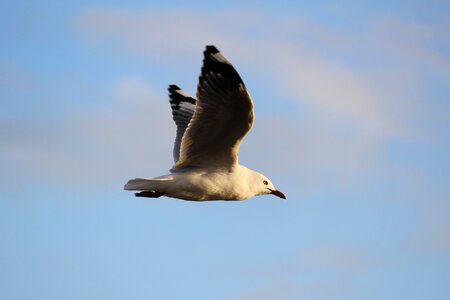 Gull seagull sky