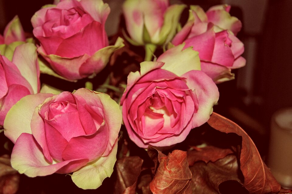 Bouquet of roses flowers bouquet