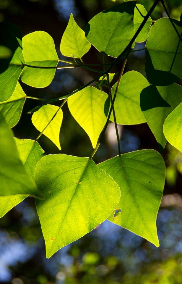 Green leaves rainforest