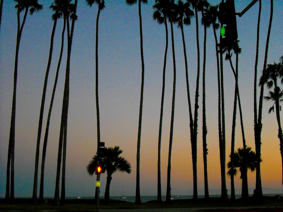 palms palms palms 