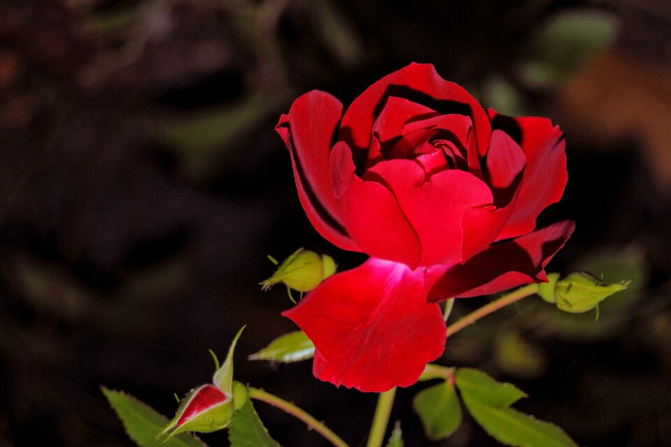 Red red rose rose blooms