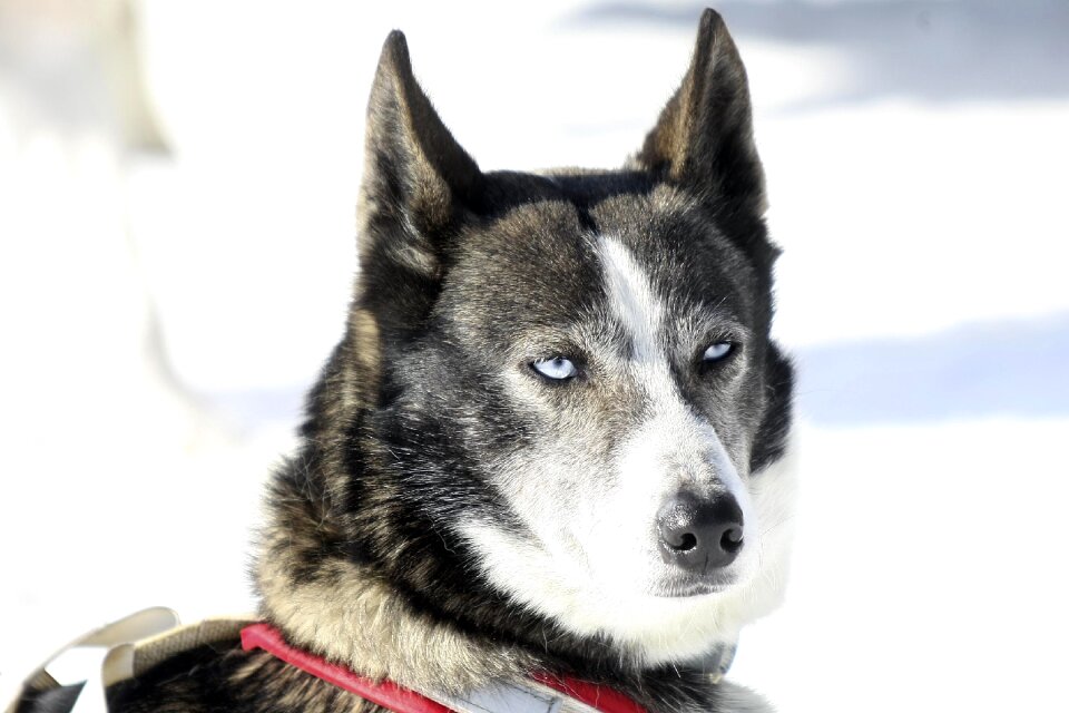 Eyes animals huskies