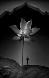 Flower pong black and white photo