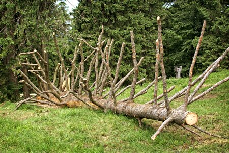 Butt tree tree stump photo