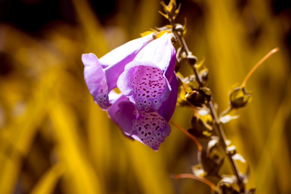 Flowers nature garden
