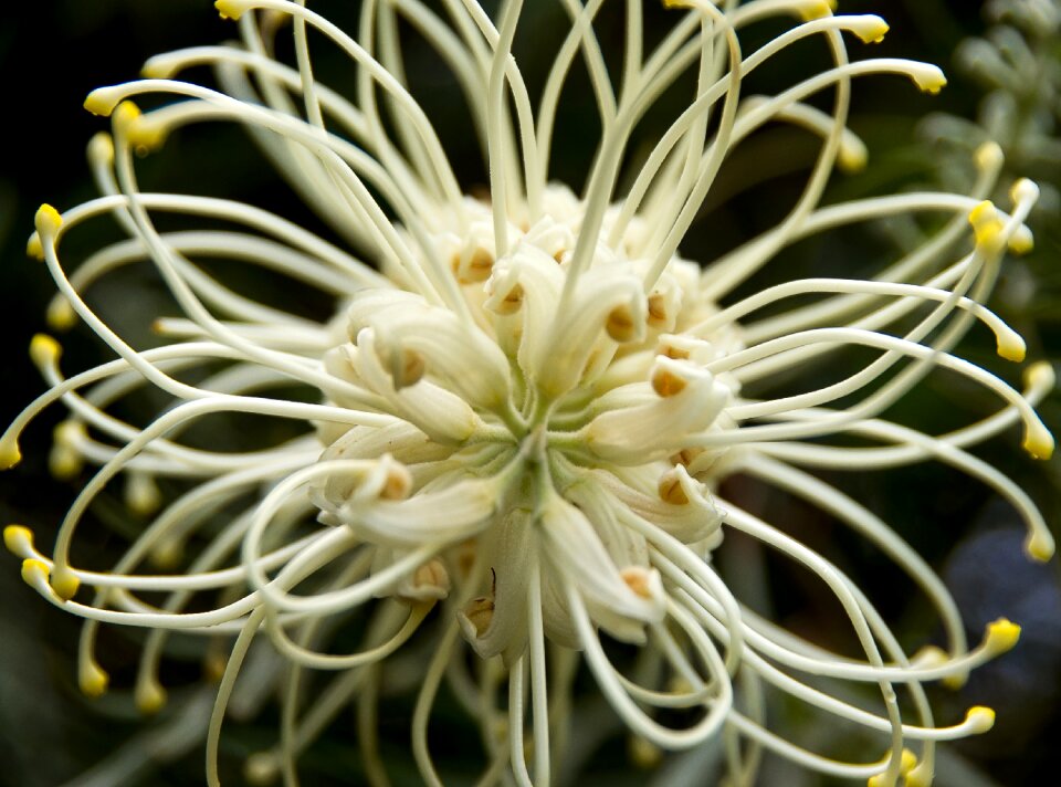 Australian native cream